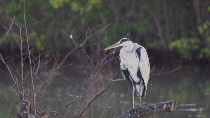 Heron, Grey 2