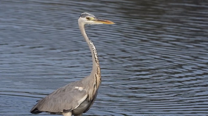 Heron, Grey4