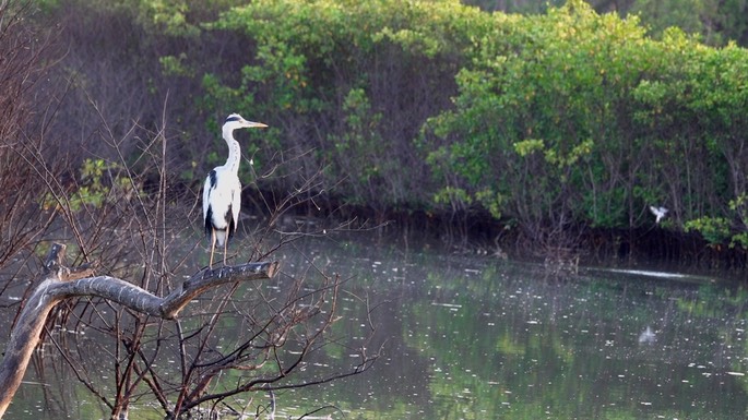 Heron, Grey5