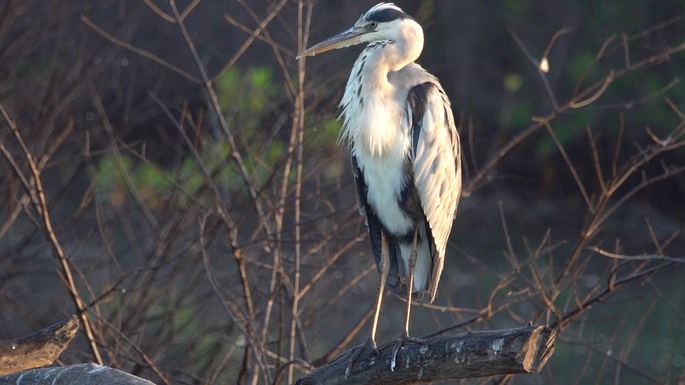 Heron, Grey6