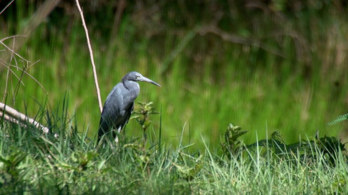 Heron, Little Blue 1