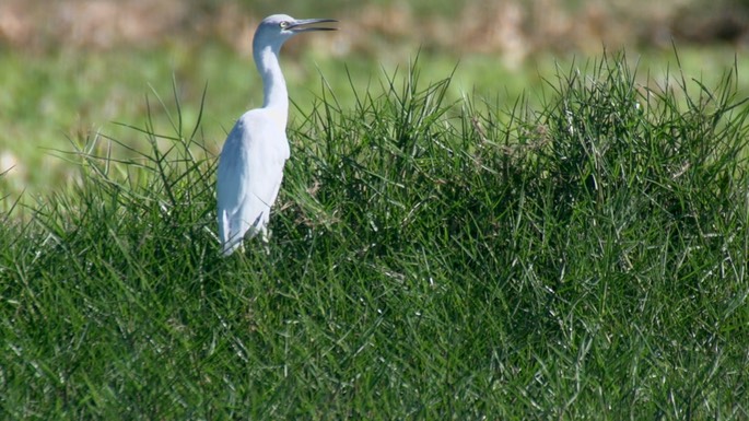 Heron, Little Blue