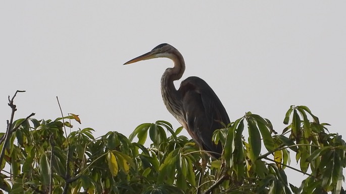 Heron, Purple 2