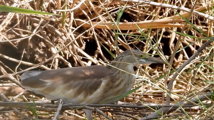 Heron, Squacco 1