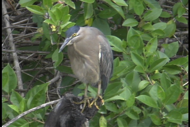 Heron, Striated 1