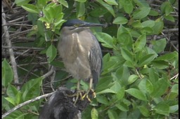 Heron, Striated 2