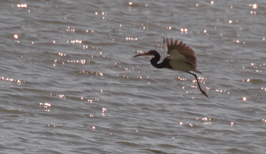 Heron, Tricolored 1