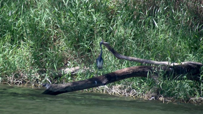 Heron, Tricolored