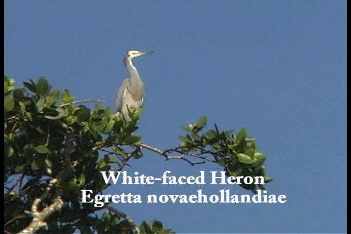 Heron, White-faced 1