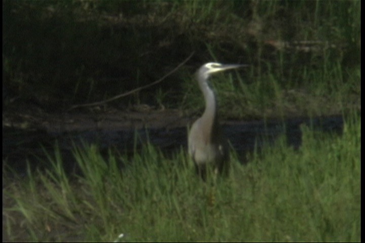 Heron, White-faced 1