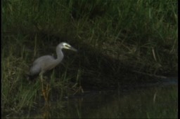 Heron, White-faced 2