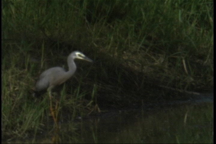 Heron, White-faced 2