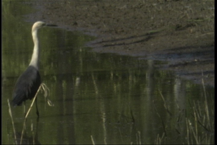 Heron, White-necked 1