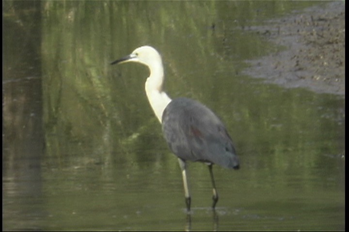 Heron, White-necked 2