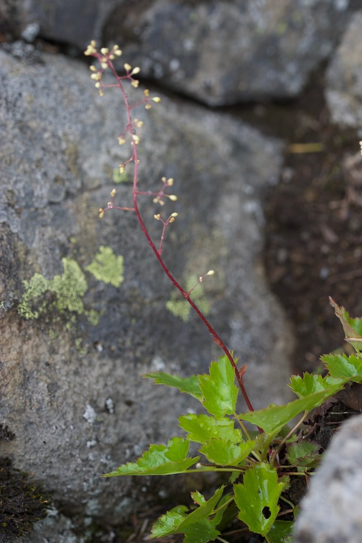 Heuchera micrantha a1