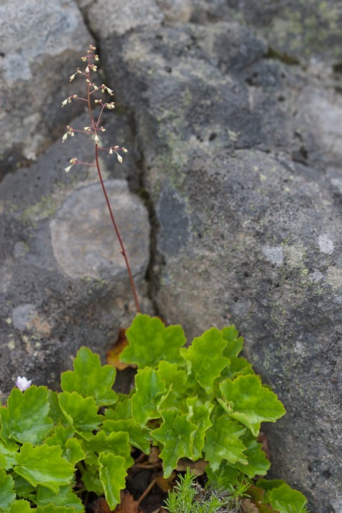 ?Heuchera micrantha, Small-flowered Alumroot1