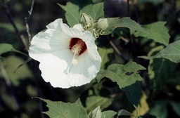 Hibiscus MD 013