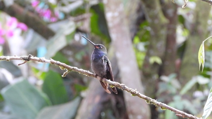 Hillstar, Rufous-gaped (Cerro Montezuma, Colombia) 2