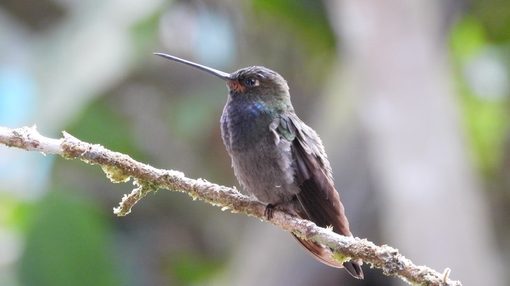 Hillstar, Rufous-gaped (Cerro Montezuma, Colombia) 3