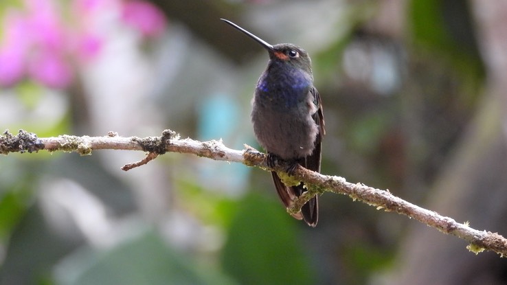 Hillstar, Rufous-gaped (Cerro Montezuma, Colombia) 4