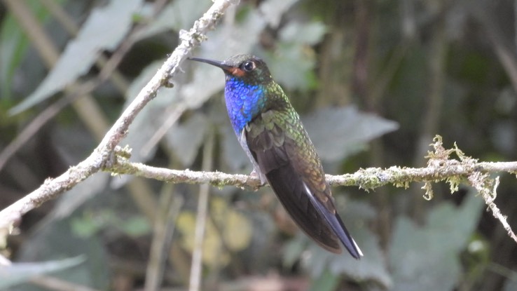 Hillstar, Rufous-gaped (Cerro Montezuma, Colombia) 5