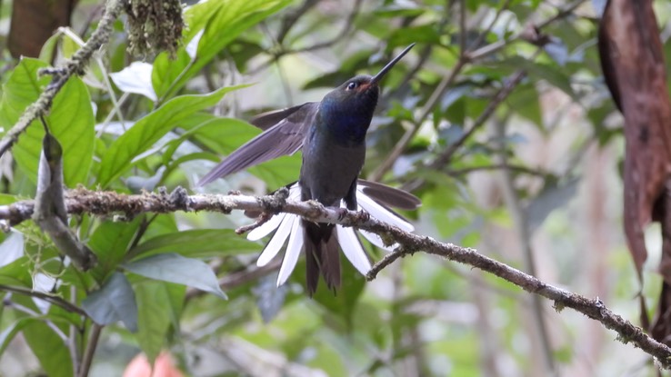 Hillstar, Rufous-gaped (Cerro Montezuma, Colombia) 6