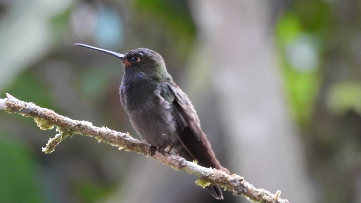 Hillstar, Rufous-gaped (Cerro Montezuma, Colombia) 1