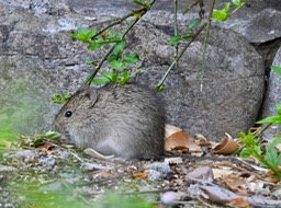 Hispid Cotton Rat