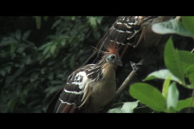 Hoatzin 6