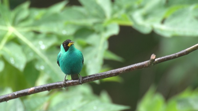 Honeycreeper, Green 1