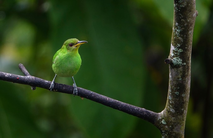 Honeycreeper, Green 18-3