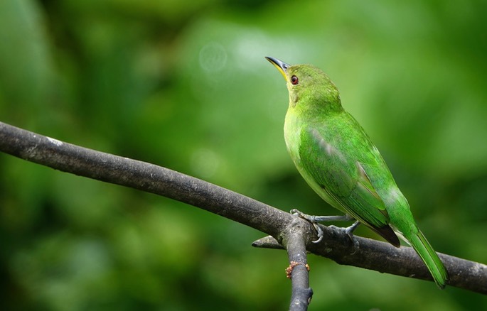 Honeycreeper, Green 18-5