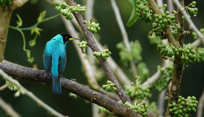 Honeycreeper, Green 18-6