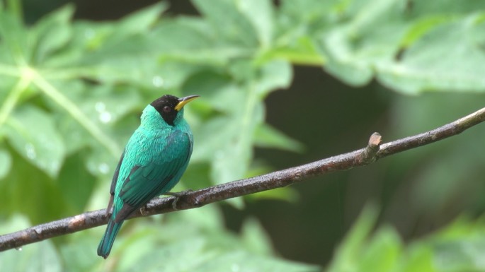 Honeycreeper, Green