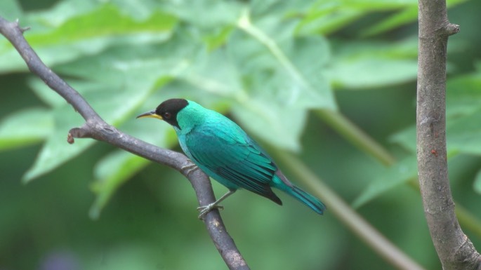 Honeycreeper, Green 3