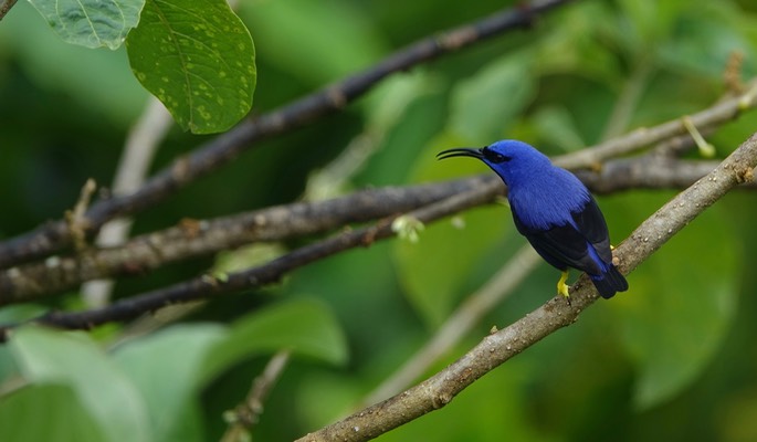 Honeycreeper, Purple 18-1