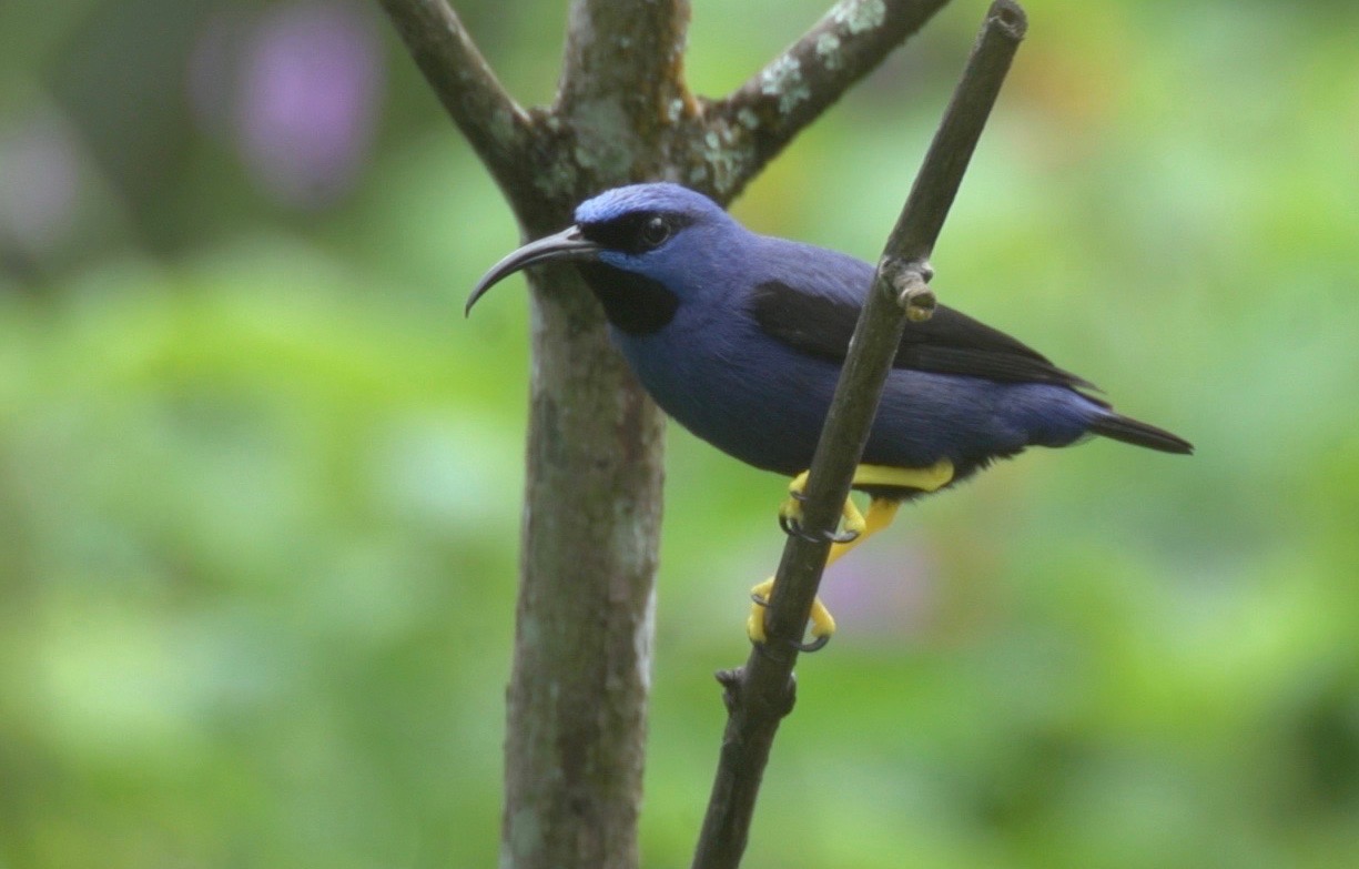 Honeycreeper, Purple 2