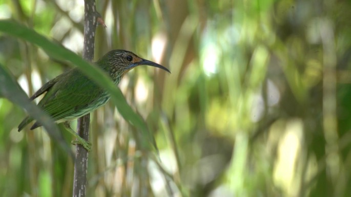 Honeycreeper, Purple 3