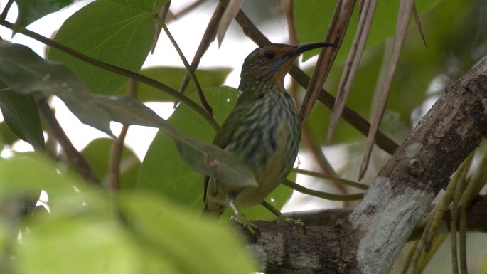 Honeycreeper, Purple 4