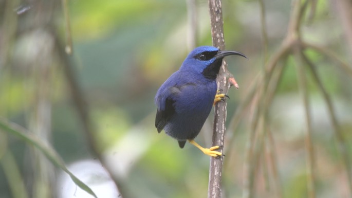 Honeycreeper, Purple 6