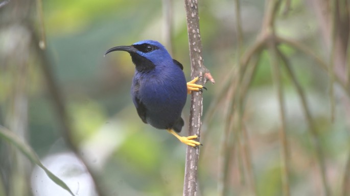 Honeycreeper, Purple 7