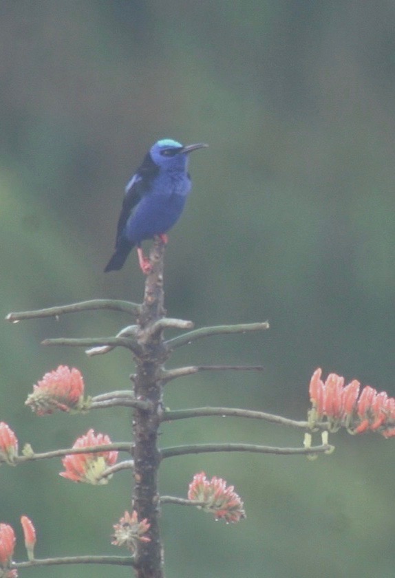 Honeycreeper, Red-legged 1