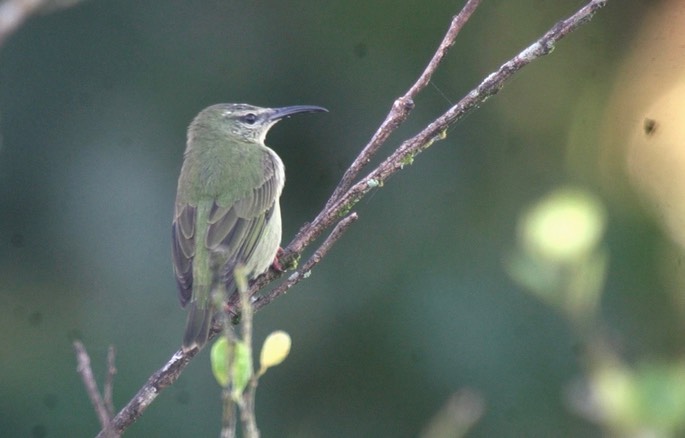 Honeycreeper, Red-legged