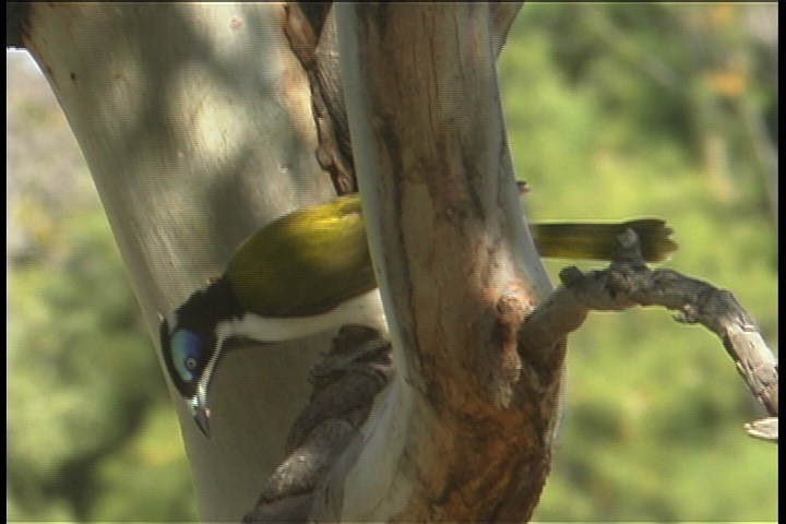 Honeyeater, Blue-faced 1