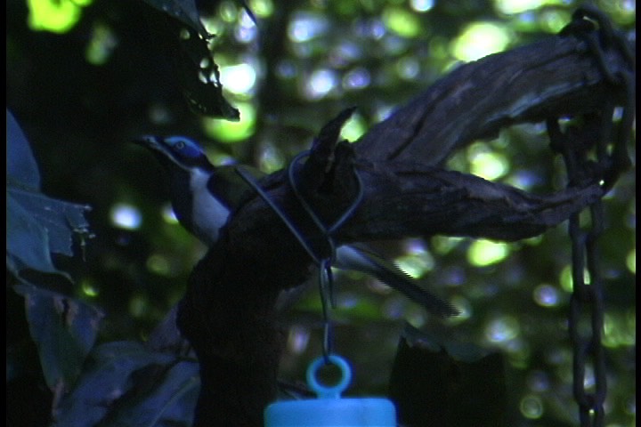 Honeyeater, Blue-faced 1