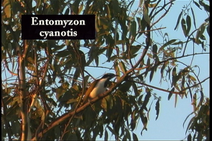 Honeyeater, Blue-faced 1