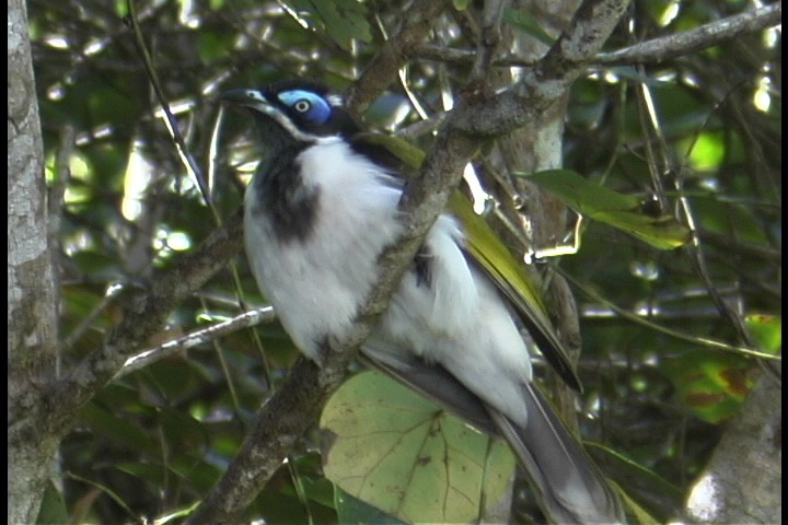 Honeyeater, Blue-faced 2