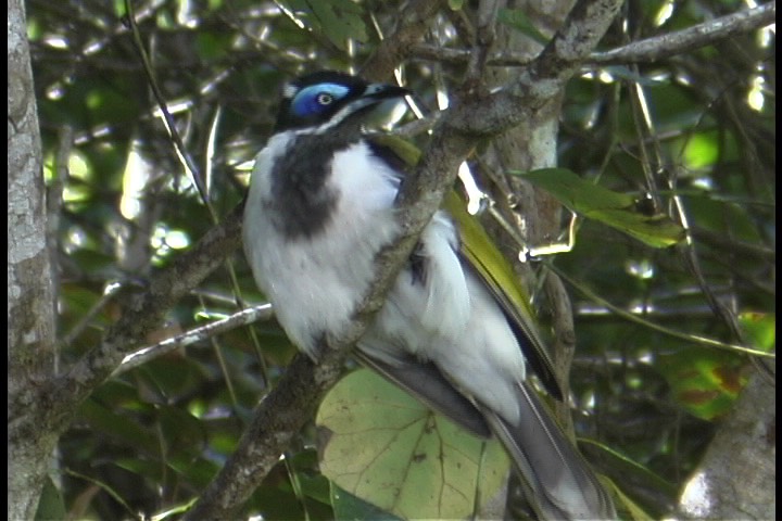 Honeyeater, Blue-faced 3