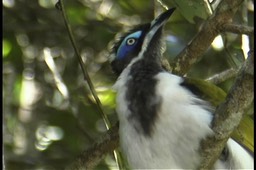 Honeyeater, Blue-faced 4