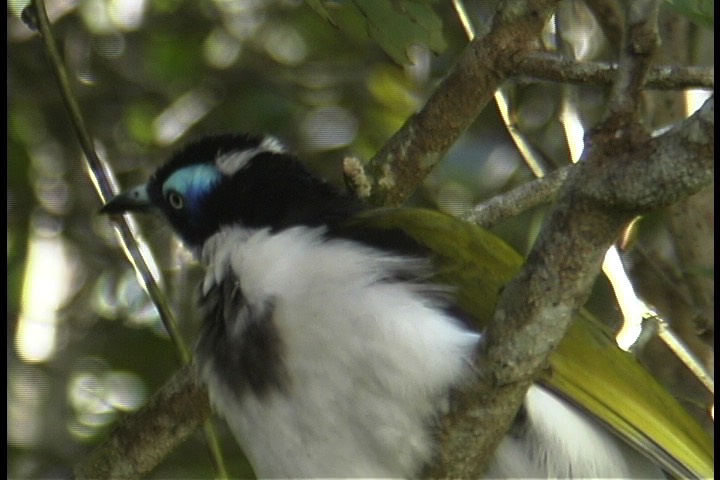 Honeyeater, Blue-faced 5